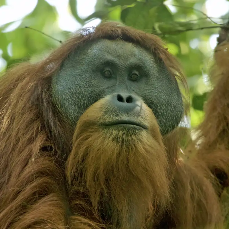 Un orangután de Tapanuli