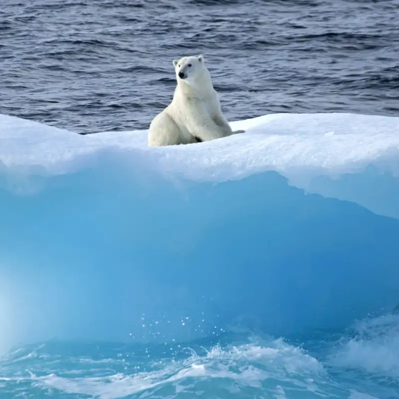 Un oso polar sobre un iceberg