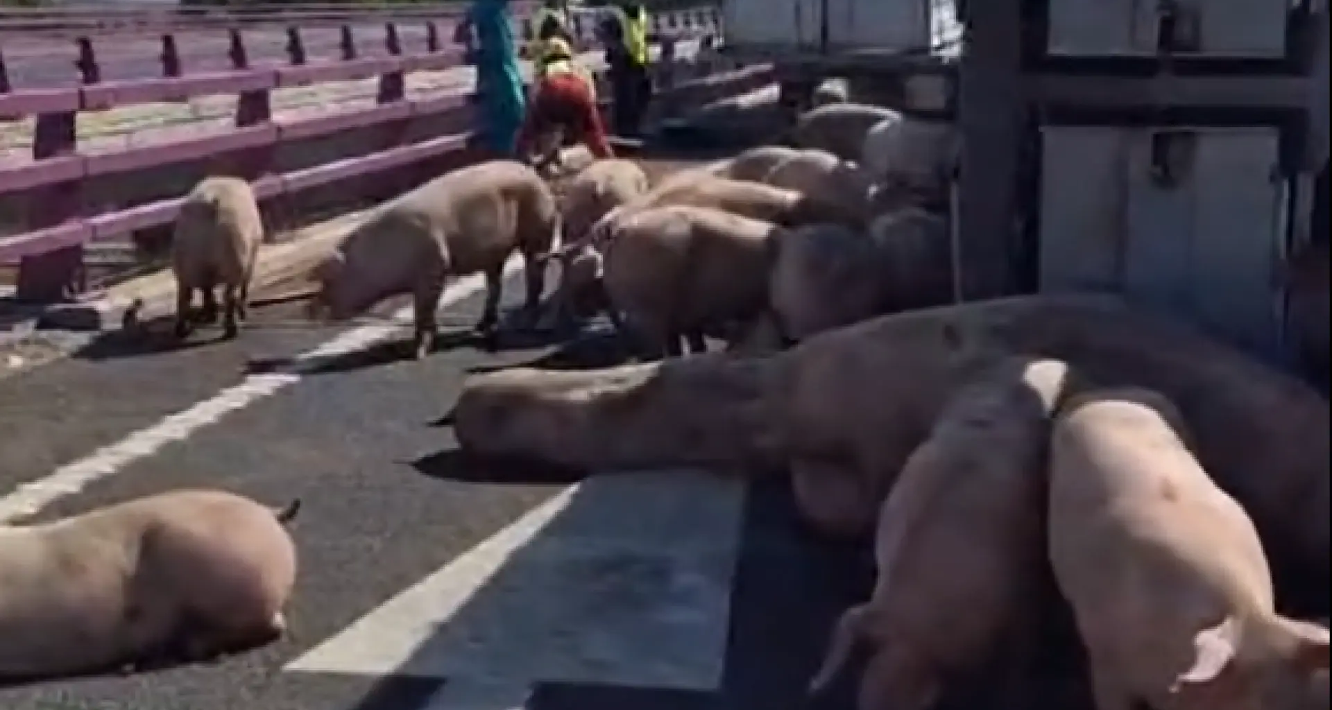 El vuelco de un camión cargado de cerdos vivos deja a los animales sueltos en Segovia
