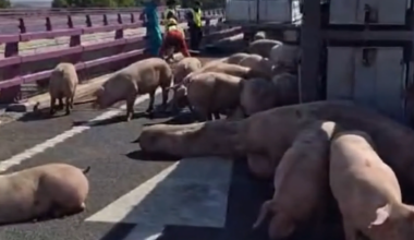 El vuelco de un camión cargado de cerdos vivos deja a los animales sueltos en Segovia