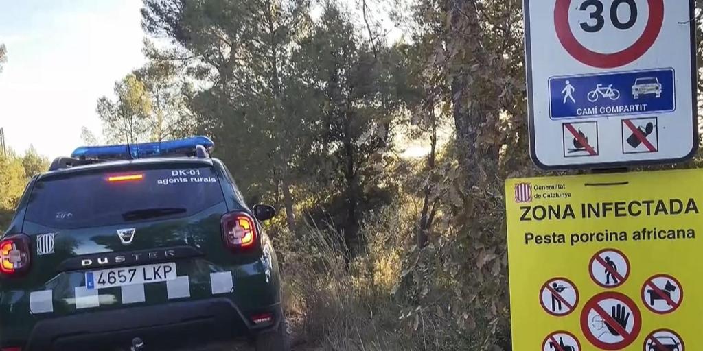 principal hipótesis del brote de peste porcina detectado en Cataluña