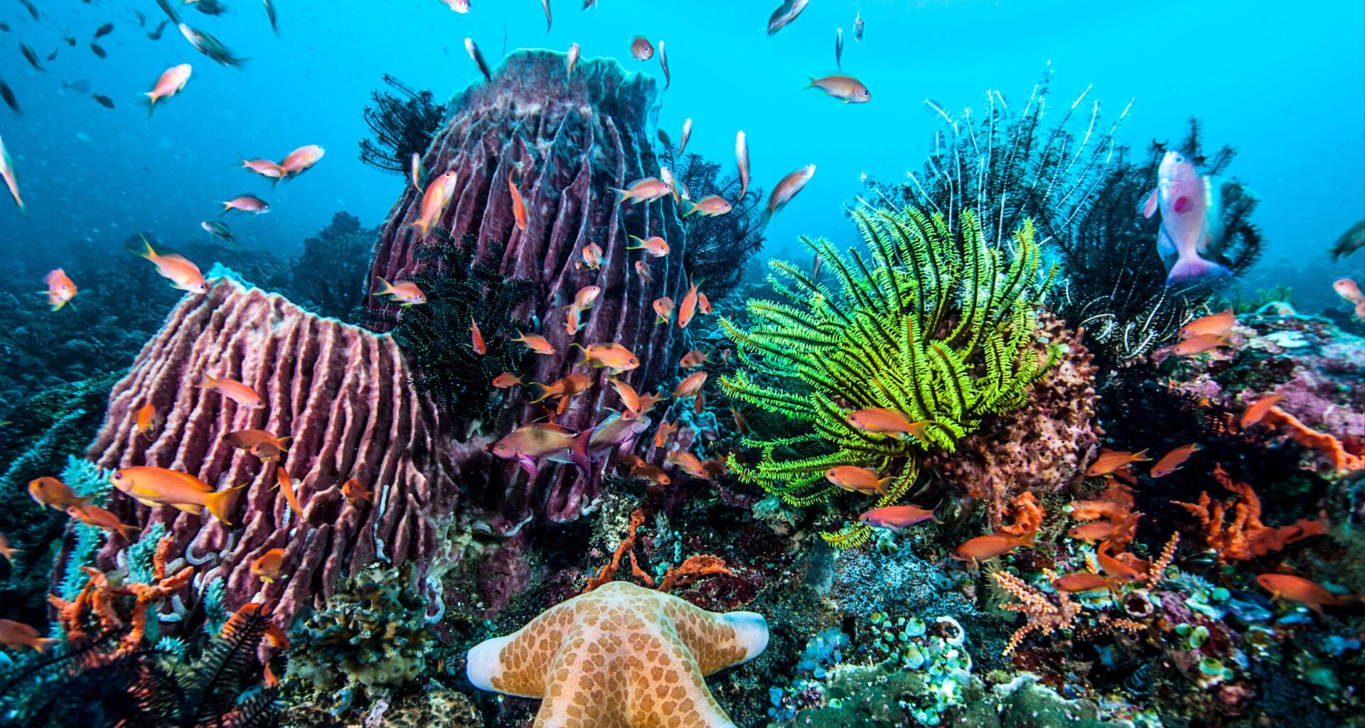 Un innovador proyecto impulsa la cría de coral para repoblar el Índico