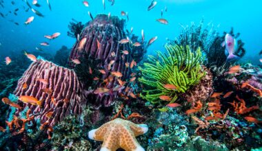 Un innovador proyecto impulsa la cría de coral para repoblar el Índico