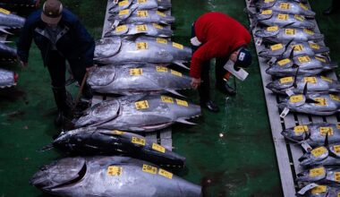 El atún más caro del mundo: 2,78 millones de euros por un ejemplar de 243 kilos en Tokio