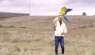 Patas arriba | Israel y su guacamayo desafían al cielo con vuelo libre y tecnología GPS