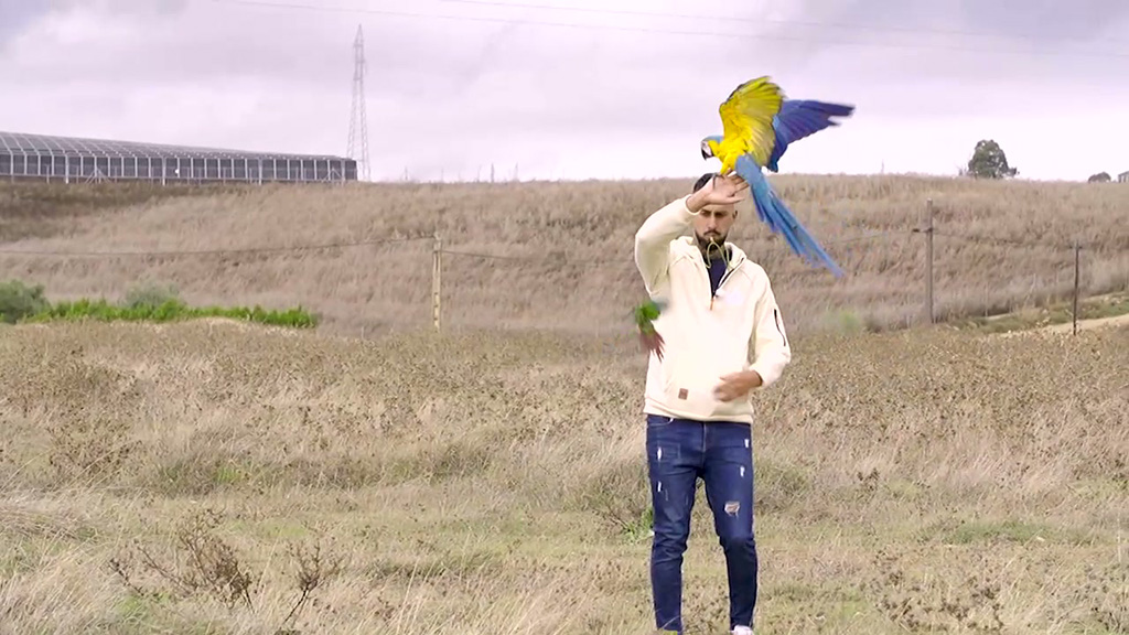 Patas arriba | Israel y su guacamayo desafían al cielo con vuelo libre y tecnología GPS