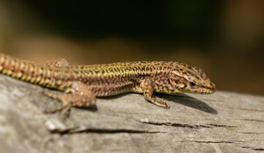 Por qué el color de los lagartos se decide en un juego evolutivo de “piedra, papel o tijera”