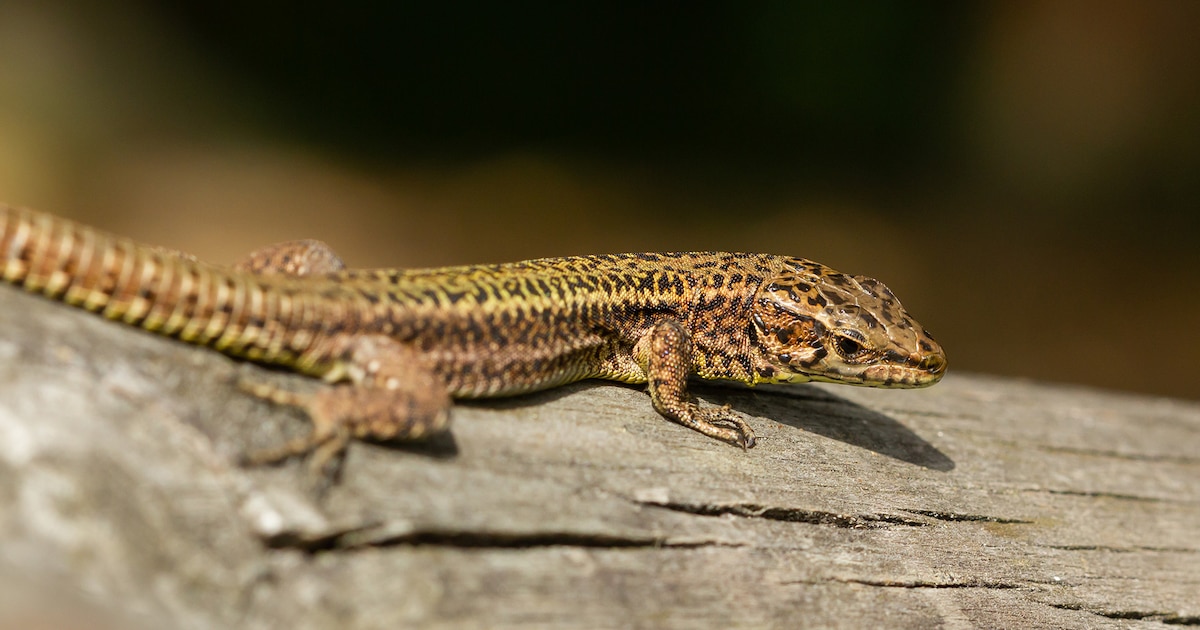 Por qué el color de los lagartos se decide en un juego evolutivo de “piedra, papel o tijera”