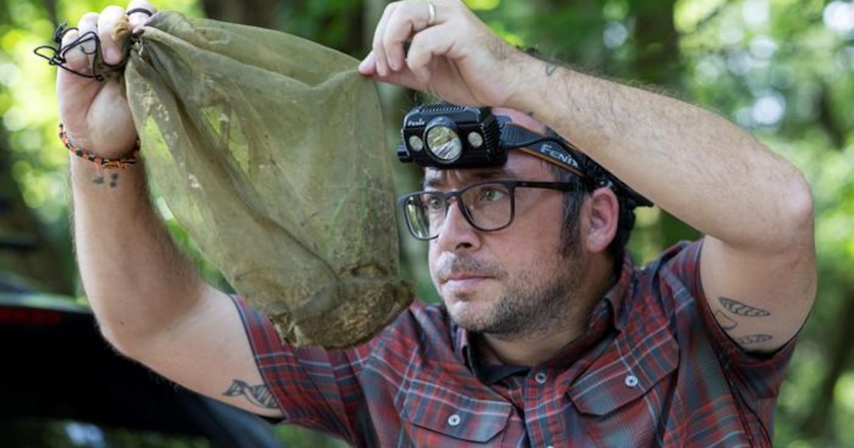 Como en Jurassic Park: los mosquitos pueden revelar el mapa genético de un ecosistema