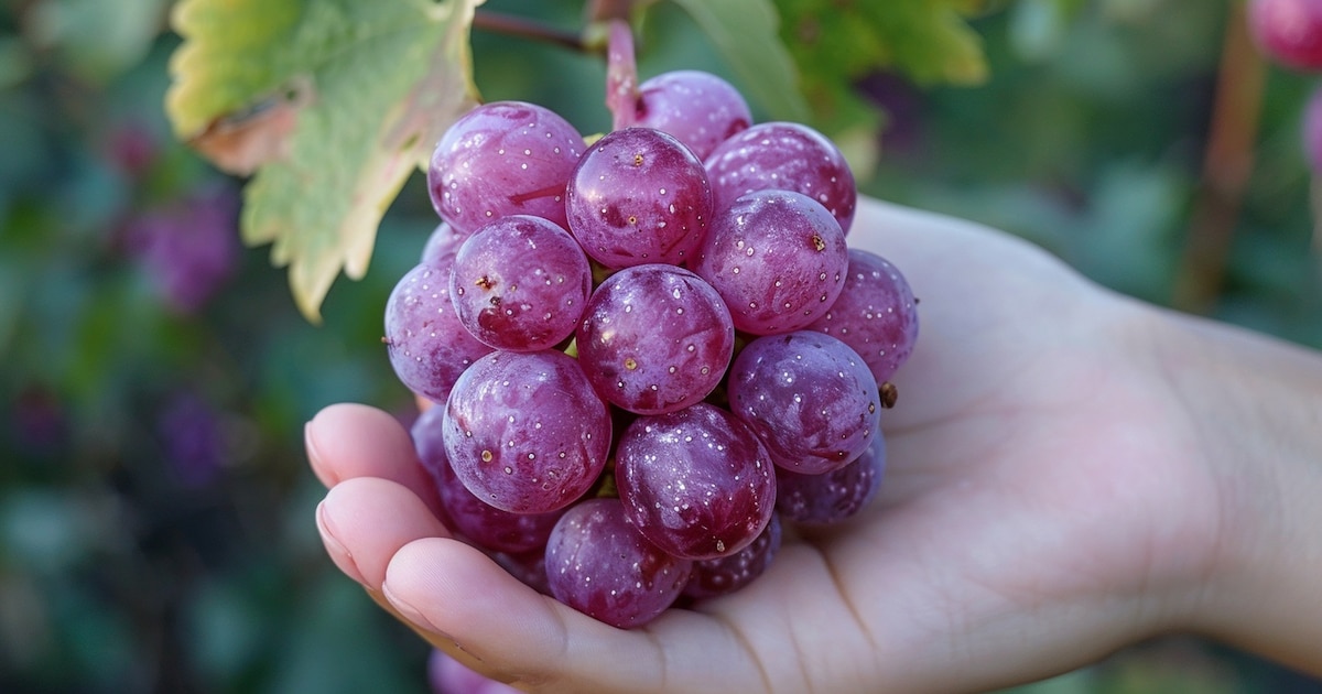 La ciencia identifica cinco nutrientes clave para ralentizar el envejecimiento