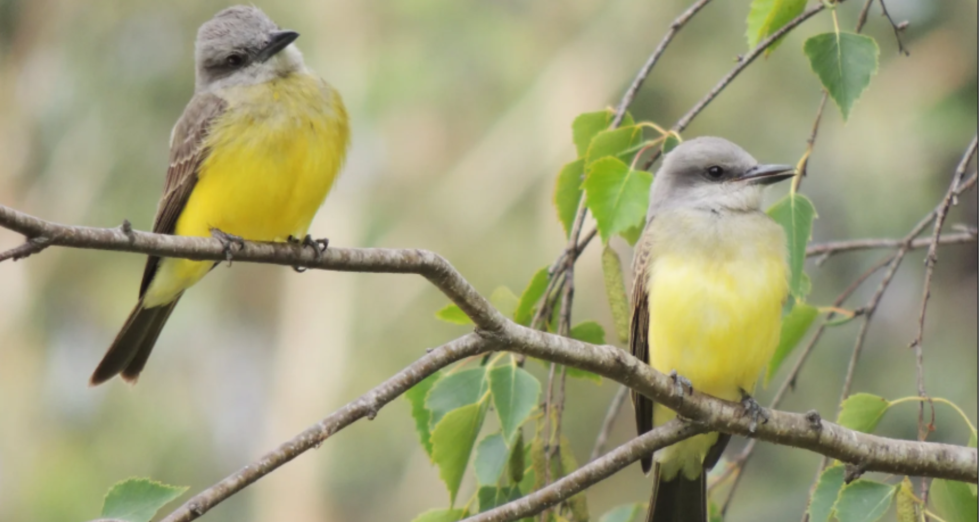 Río Negro destaca su biodiversidad en el Día Mundial de las Aves