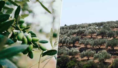 Está lloviendo tanto en la provincia de Jaén que a la cosecha de aceite de oliva le ha salido un problema: sobra agua