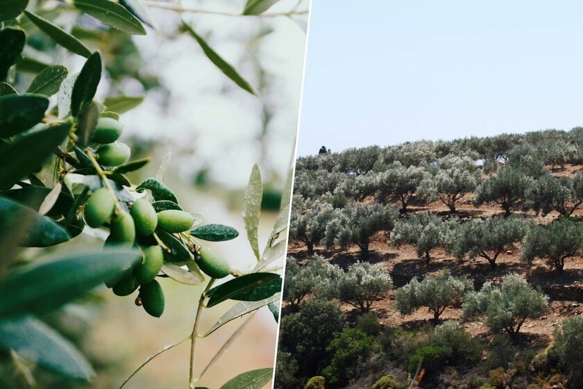 Está lloviendo tanto en la provincia de Jaén que a la cosecha de aceite de oliva le ha salido un problema: sobra agua