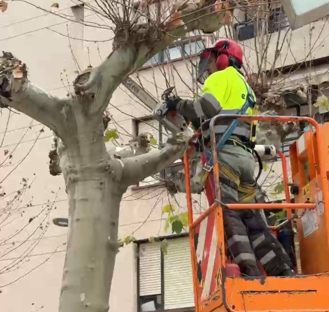 Comienza la poda del arbolado urbano por los plataneros del paseo del Mercadal
