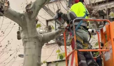 Comienza la poda del arbolado urbano por los plataneros del paseo del Mercadal