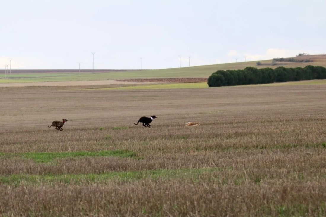 Una galga zamorana y otra de Aldeaseca disputarán la gran final de la I Copa Diputación de Ávila