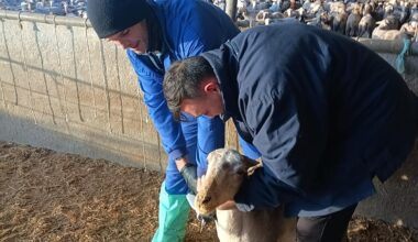 Vacunación contra reloj por la lengua azul en 1.500 granjas