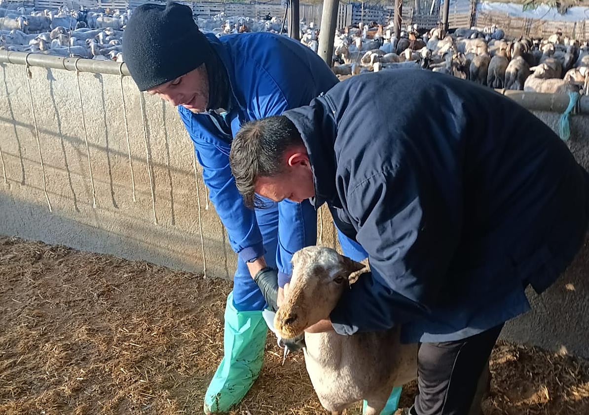 Vacunación contra reloj por la lengua azul en 1.500 granjas