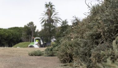 Arbres de Nadal al viver de Tres Pins. Autora: Mariona Gil