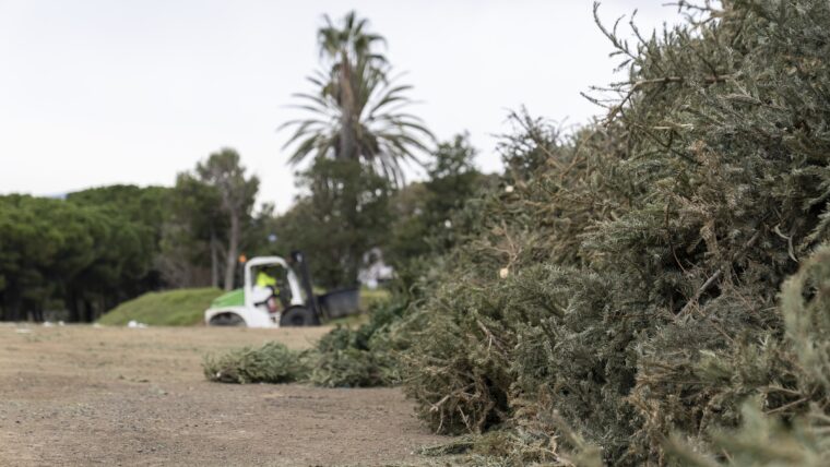 Arbres de Nadal al viver de Tres Pins. Autora: Mariona Gil