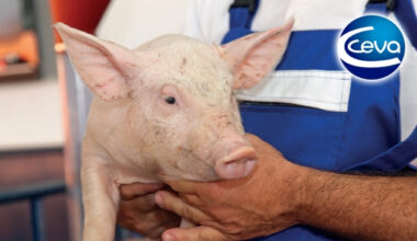 Prevalencia de anemia ferropénica en lechones predestete en granjas comerciales de Argentina - Ceva Salud Animal | Cono Sur