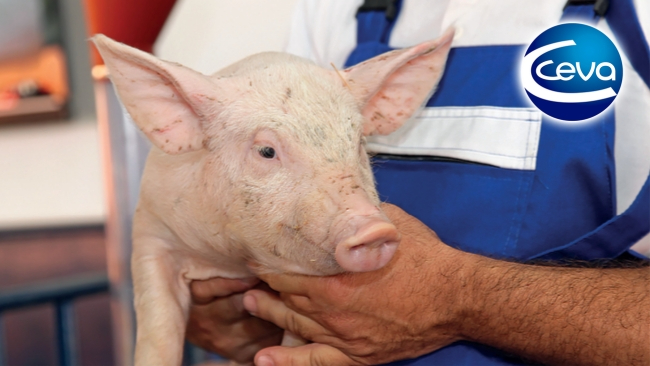 Prevalencia de anemia ferropénica en lechones predestete en granjas comerciales de Argentina - Ceva Salud Animal | Cono Sur