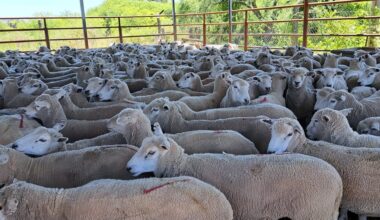 Tras 19 años, Entre Ríos reanudó la exportación de carne ovina hacia Medio Oriente