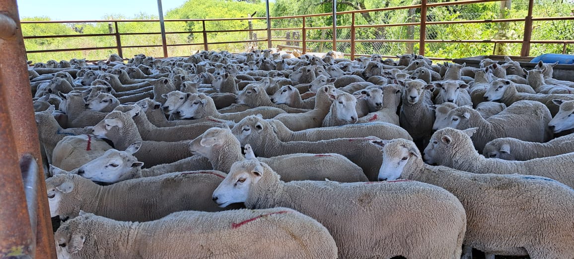 Tras 19 años, Entre Ríos reanudó la exportación de carne ovina hacia Medio Oriente