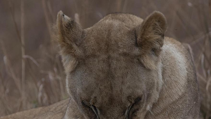 Amorebieta se adentra en África a través de las fotografías de Jon Batiz