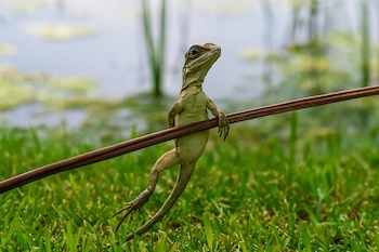 La llegada del fenotipo nigriventris