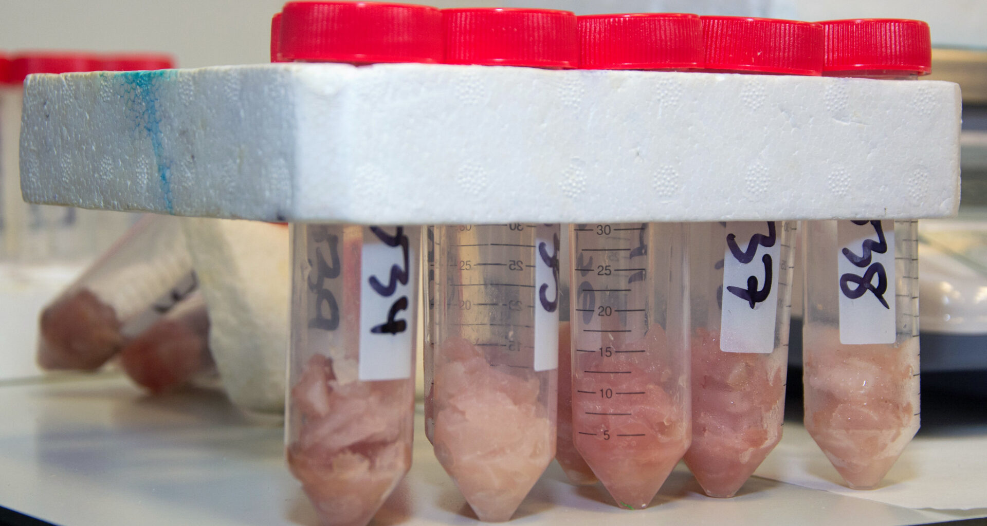 La ULPGC analiza las especies de pescado donde existe un mayor impacto de la ciguatera en Canarias | ULPGC