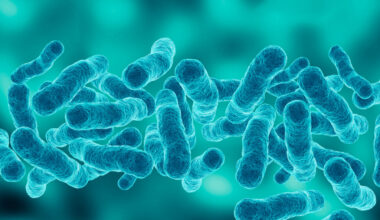 Descubren que la proteína P116 actúa como la llave maestra que permite a las bacterias robar colesterol y lípidos del organismo