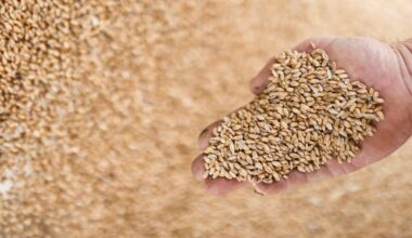 Exportaciones de trigo blando 2025/26 de la UE alcanzan 11,18 millones de toneladas en recuento incompleto