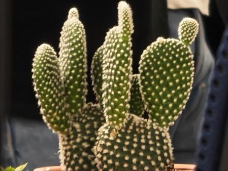 Llevamos el zoom a 60x y la IA hace su trabajo.