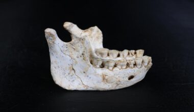 Fósiles de hace 770.000 años hallados en Marruecos aclaran el origen de los 'Homo sapiens'