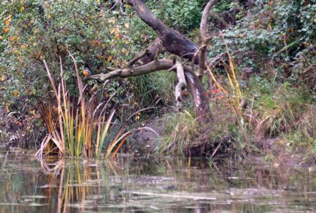 Avistamiento del martín pescador (C).