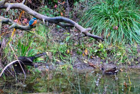 Martín pescador y gallineta común (E).