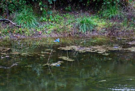 Martín pescador en vuelo (foto G).