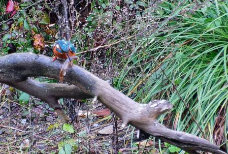 Martín pescador con su captura.