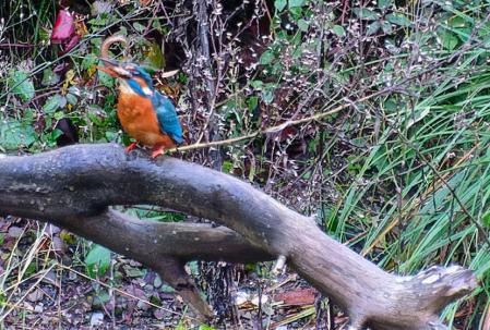 Martín pescador con su captura (I).