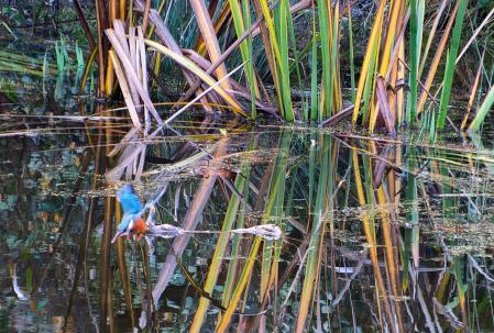 Uno de los instantes previos al hipotético impacto contra el agua para cazar a su presa (J).