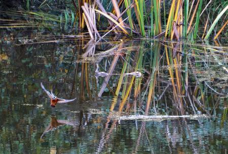 El martín “frena en seco” abortando su ataque a la presa.