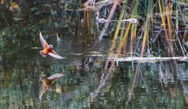 El calculado ahorro del martín pescador