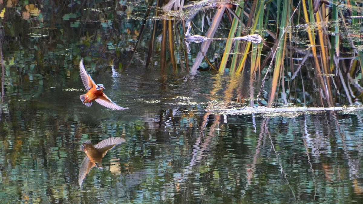 El calculado ahorro del martín pescador