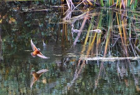 El l martín se aleja.