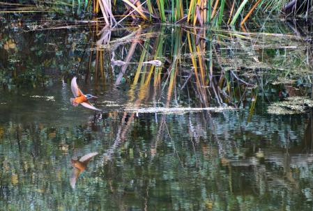 El l martín se aleja.