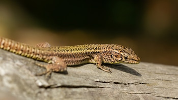 Investigadores destacan la importancia de