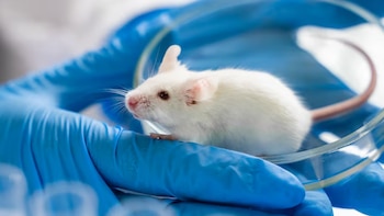 Los investigadores trasplantaron microbiota de