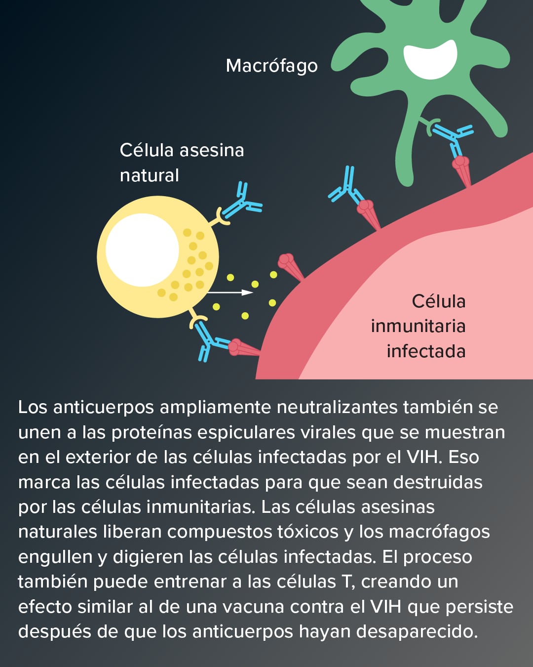 Gráfico de anticuerpos neutralizantes en lucha contra el VIH.