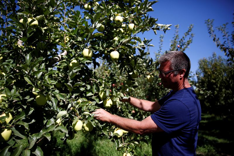 México inicia investigación antidumping a la importación manzanas desde EEUU: diario oficial